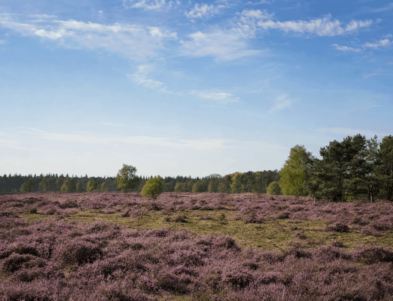 Aangelijnd wandelen over De Stulp