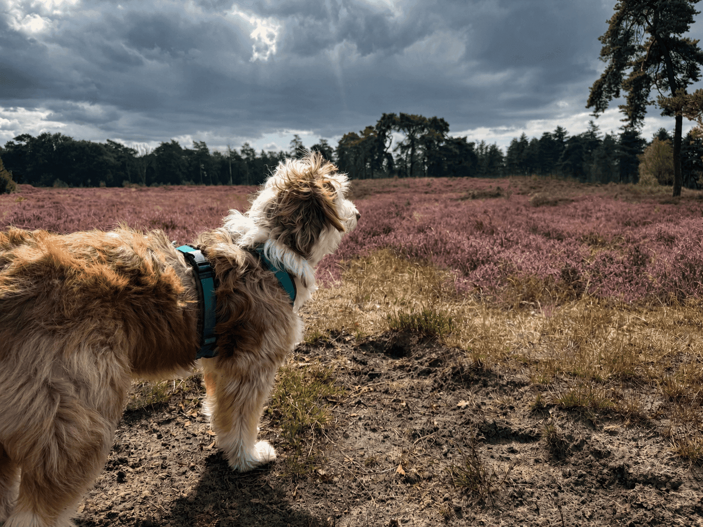 Boswandeling Utrechtse Heuvelrug & Breeveen met hond