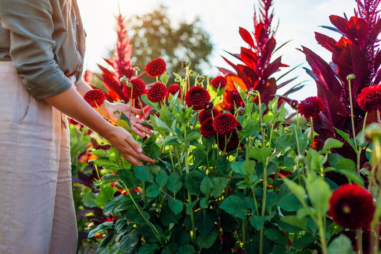 Bloemen plukken met je hond bij Oogstpark De Oude Beer