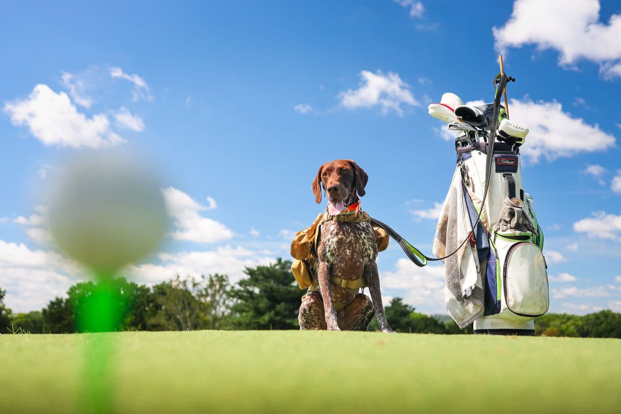 Golfen met je hond in de Parel van de Polder bij Openbare Golfclub Dronten